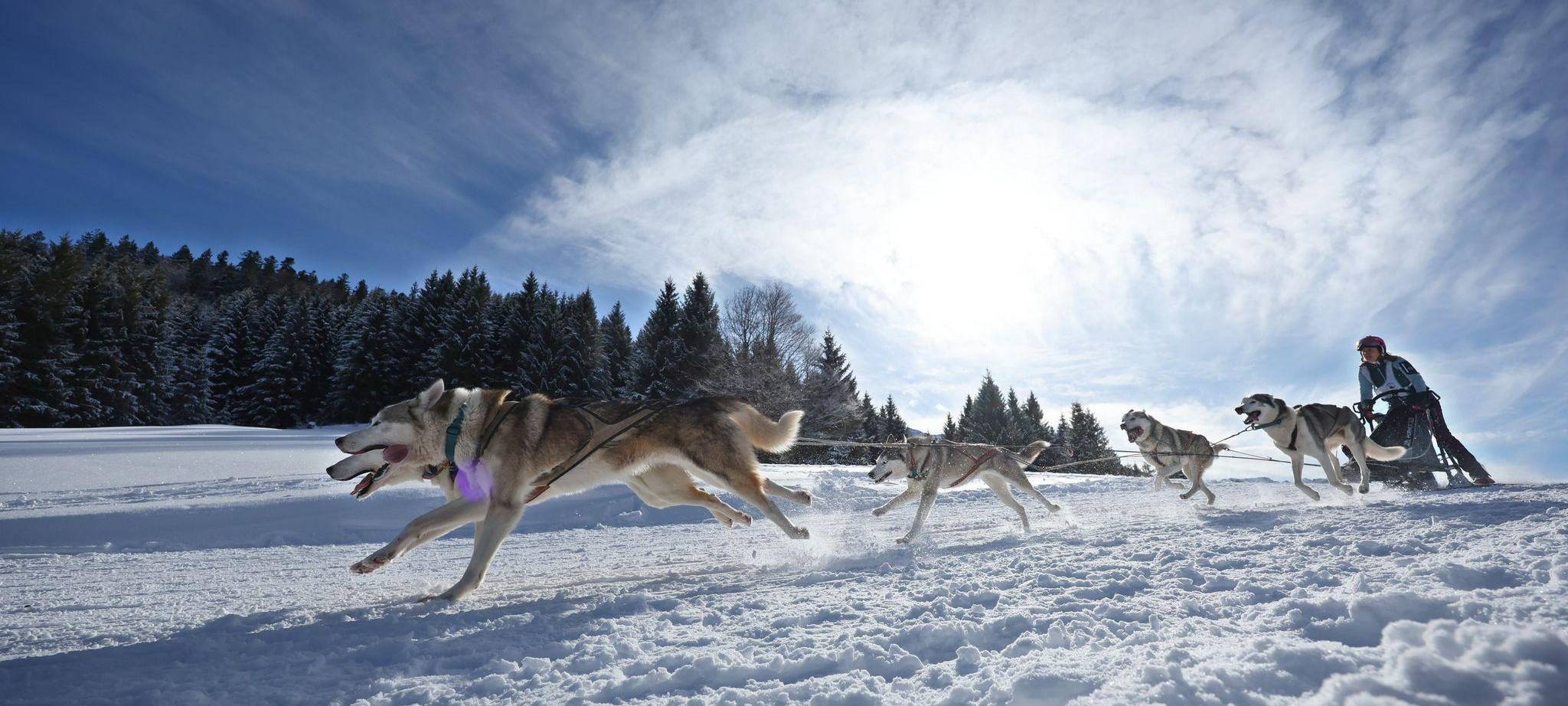Internationales Schlittenhunderennen