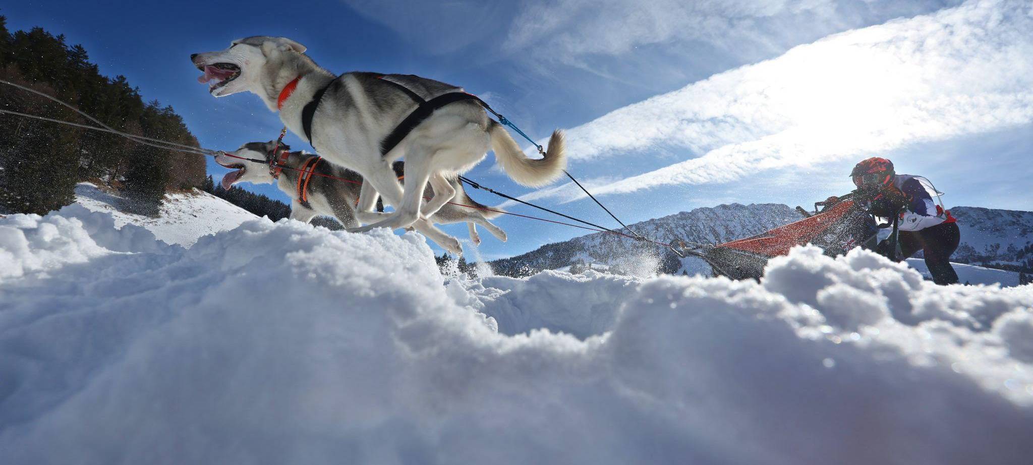 Internationales Schlittenhunderennen