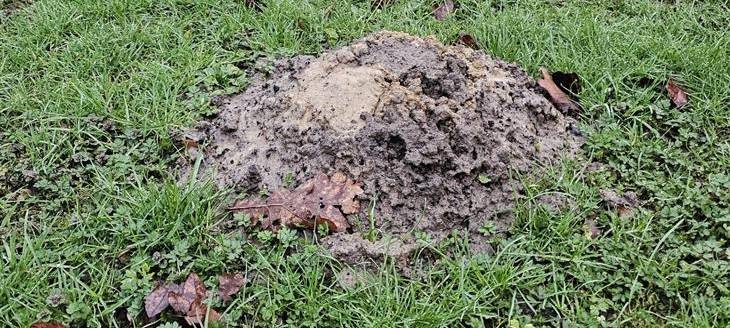 Maulwurf-Invasion in Hamm ist gutes Zeichen
