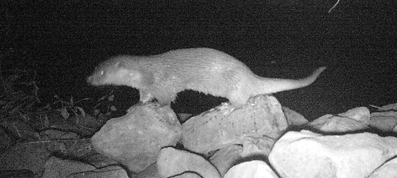 Fischotter kehrt nach über 70 Jahren nach Hamm zurück