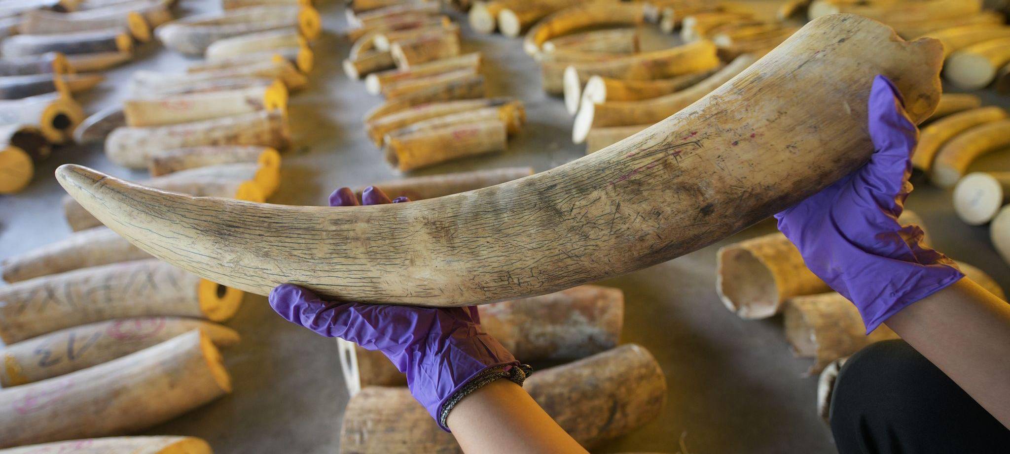 Elefanten-Wilderer auf Sumatra festgenommen