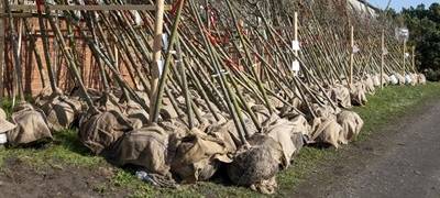 470 neue Bäume für Hamm