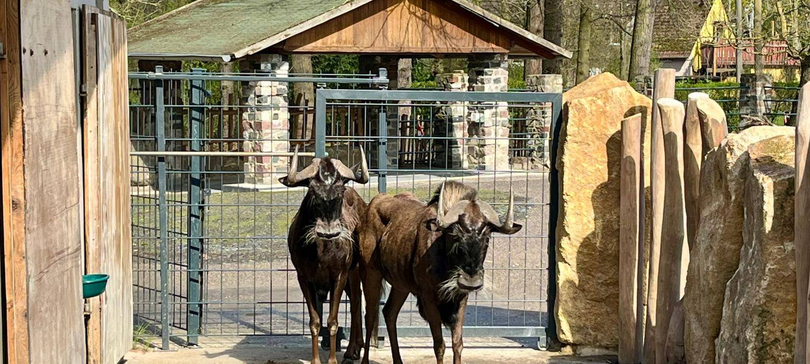 Neue Gnus in Hamm: Tierpark baut Afrika-Anlage aus