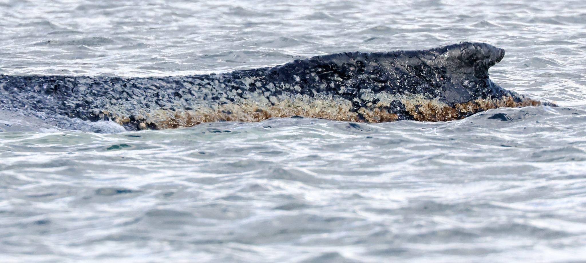 Buckelwal liegt weiter in Wismarbucht