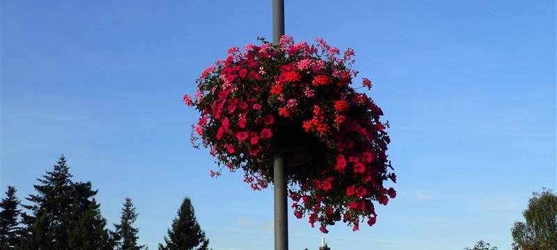 160 Blumenampeln verschönern Stadtbild in Hamm