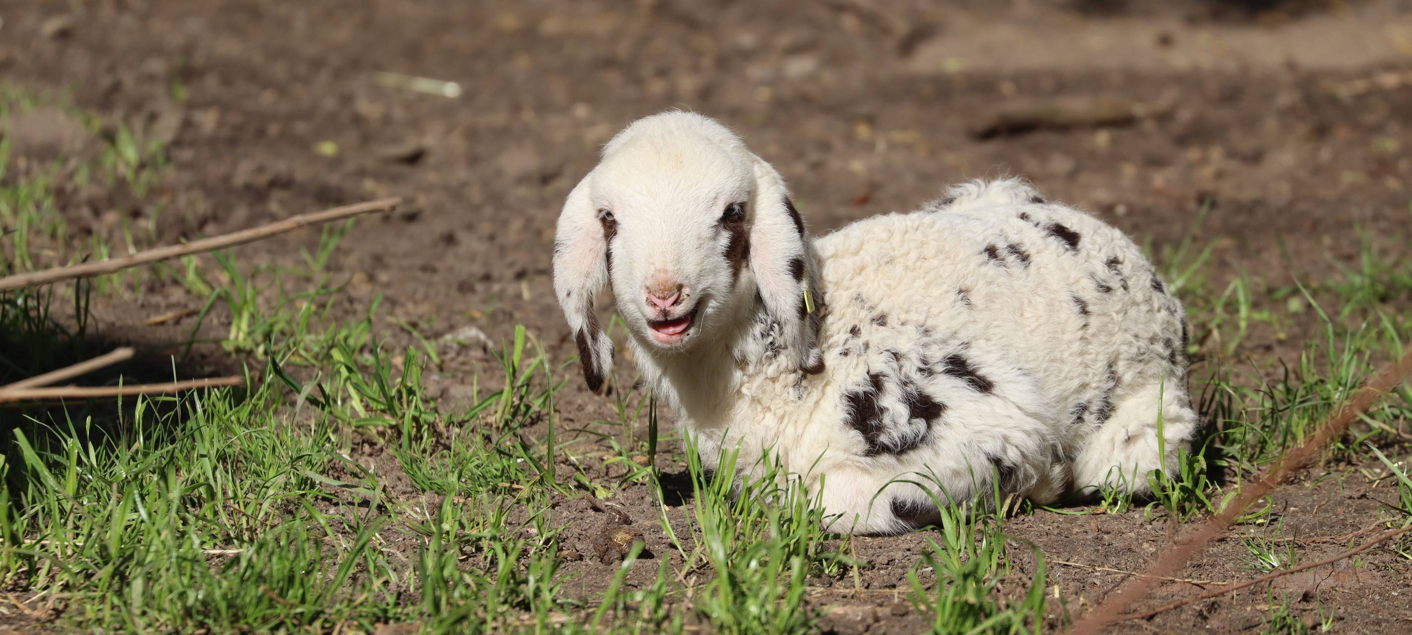 Von Schafen über Lemuren: Nachwuchs im Tierpark Hamm