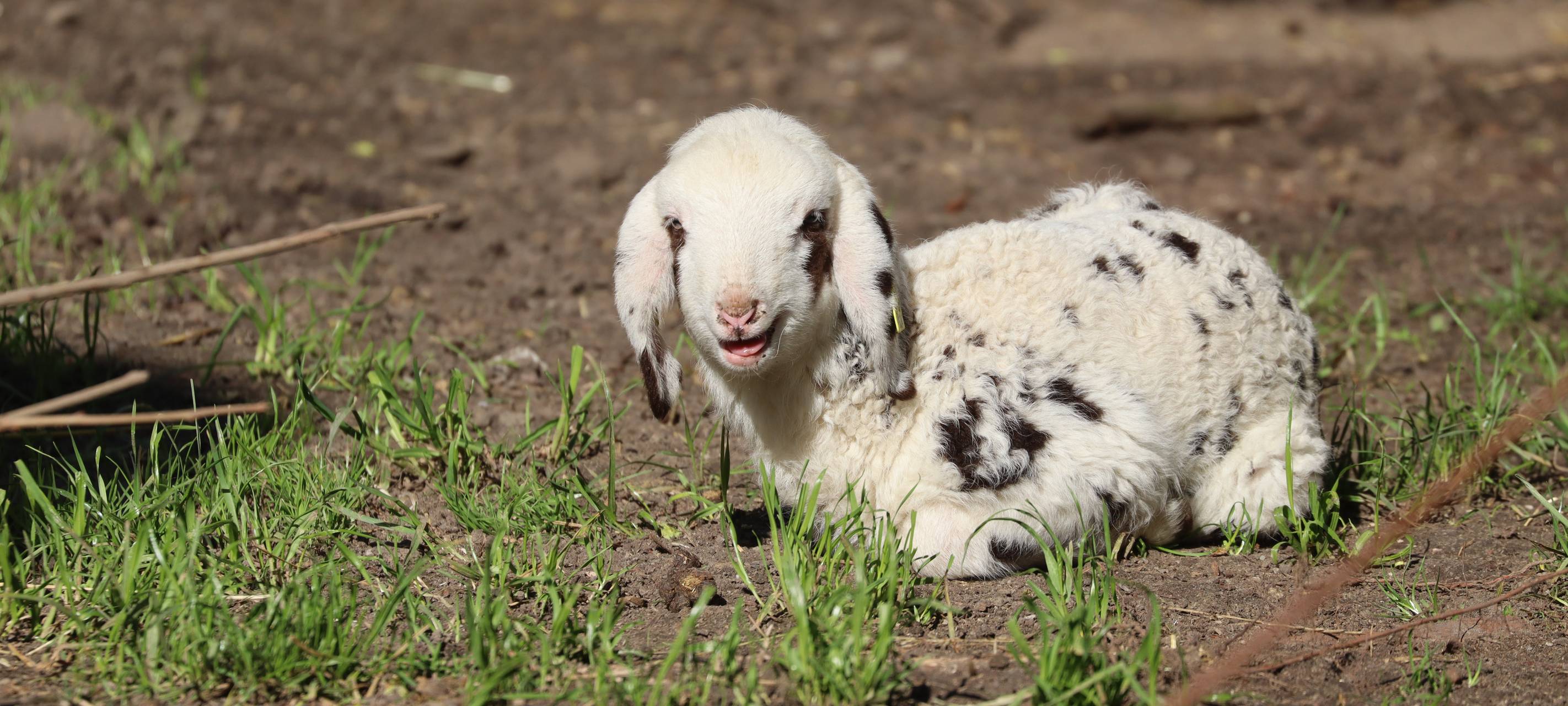 Von Schafen über Lemuren: Nachwuchs im Tierpark Hamm