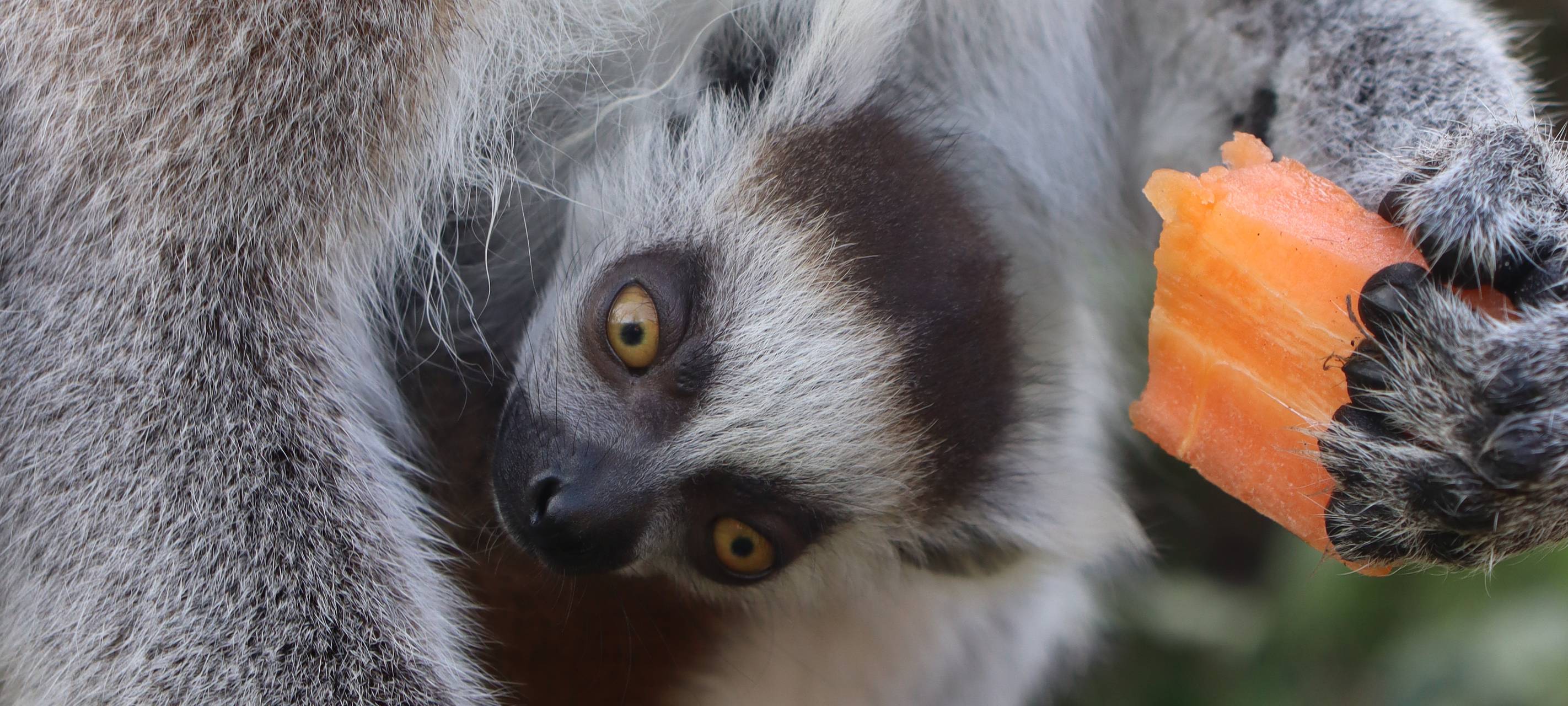 Von Schafen über Lemuren: Nachwuchs im Tierpark Hamm