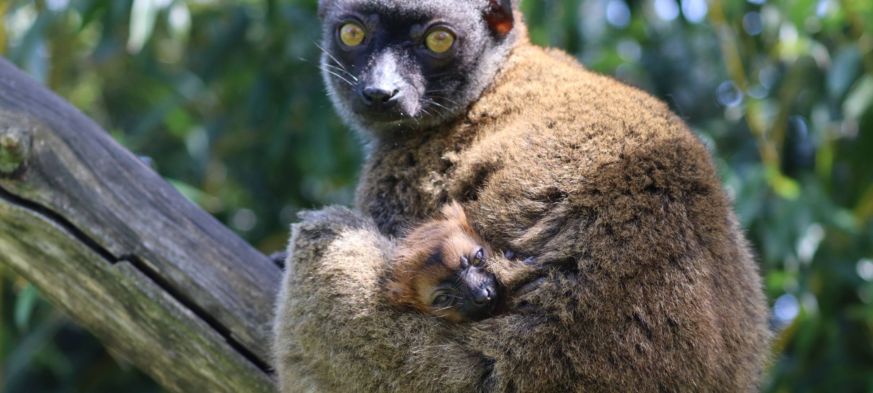 Weißkopfmaki-Nachwuchs im Tierpark Hamm