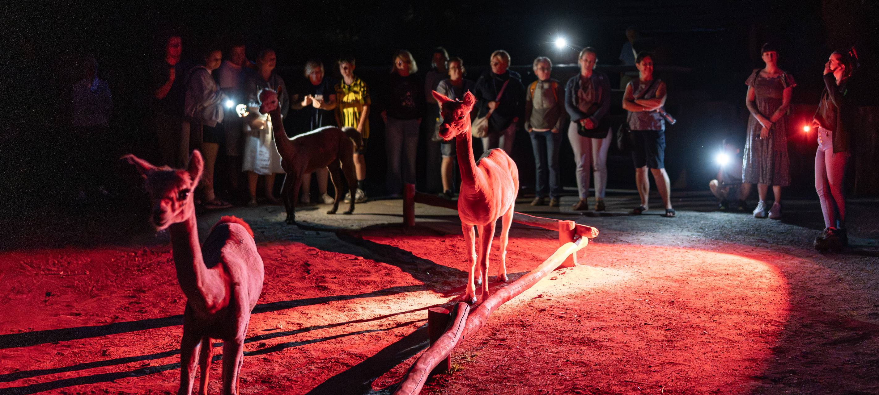 Nacht im Tierpark Hamm: So lernen Besucher über Artensterben