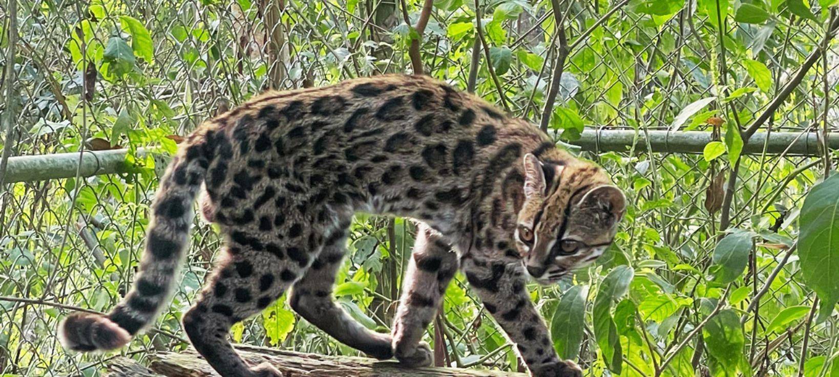 Neue Katzenart in Bolivien entdeckt