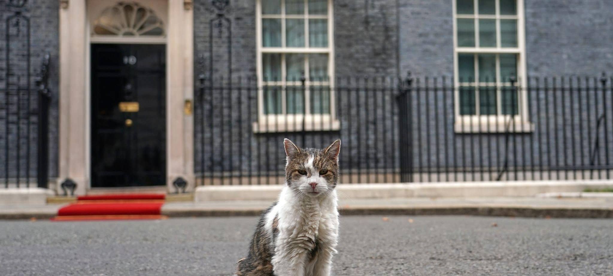 Kater Larry