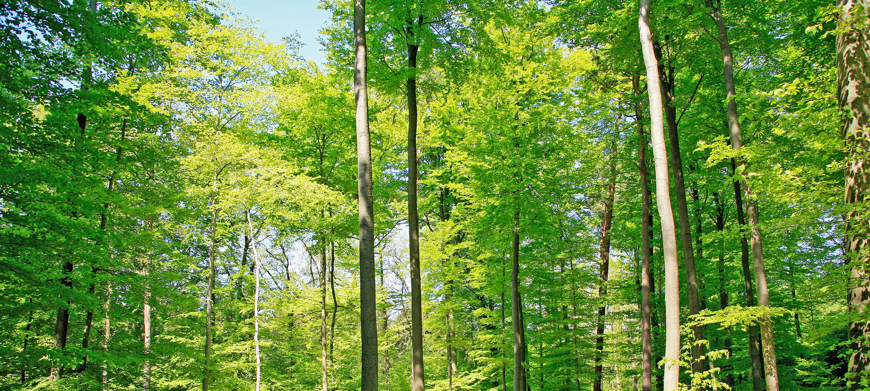Wäldern in Hamm geht es relativ gut