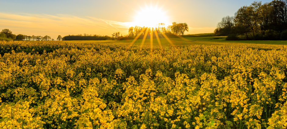 Der neue Lippewelle Zuhausekalender für Hamm ist da!