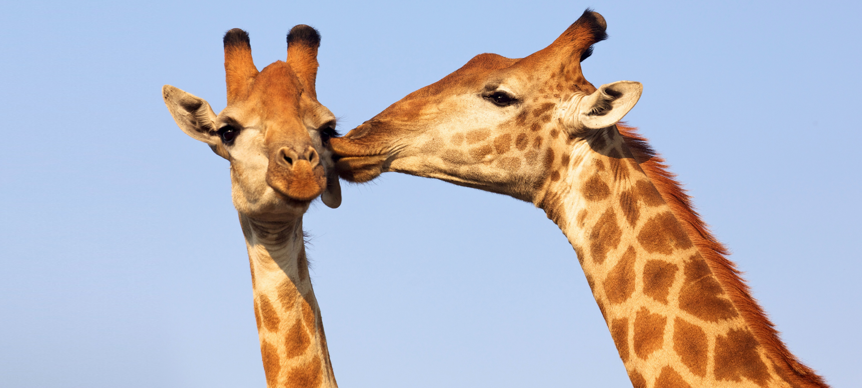 Tag des Kusses in Hamm: So war euer erster Schmatzer