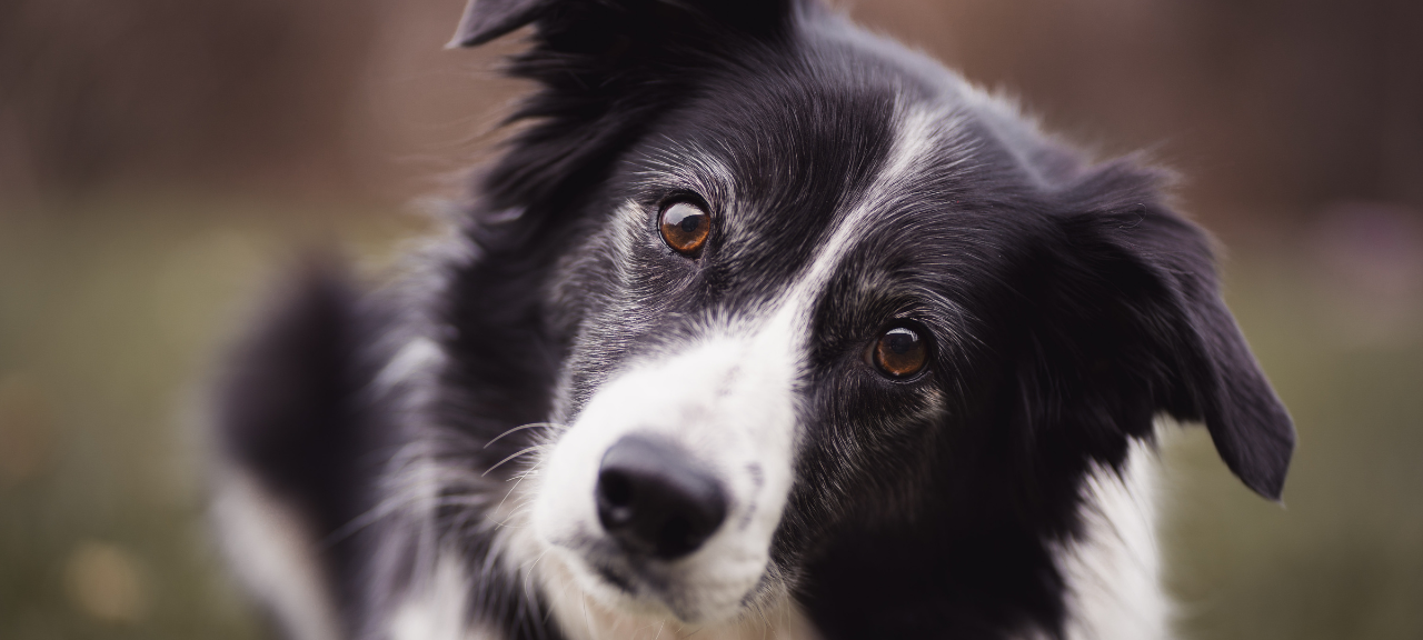 Symbolbild eines Border-Collies