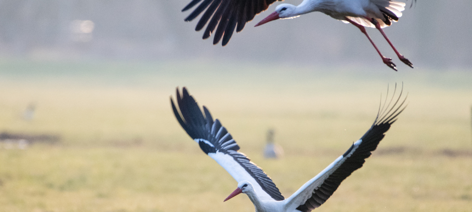 Der neue Lippewelle Zuhausekalender für Hamm ist da!
