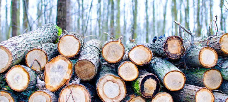 Wälder in Hamm sind stark beschädigt