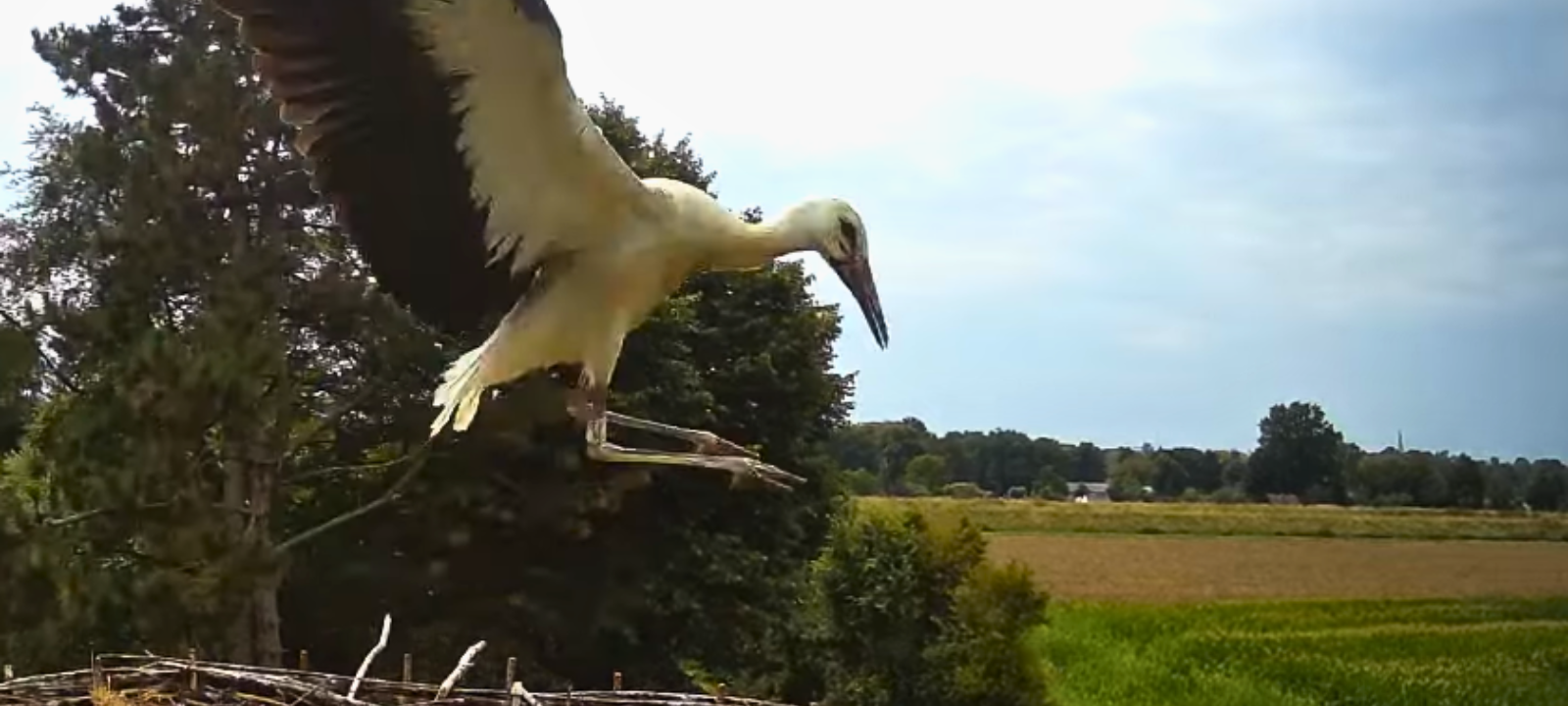 Storchen-Livestream in Hamm auf neue Saison vorbereitet