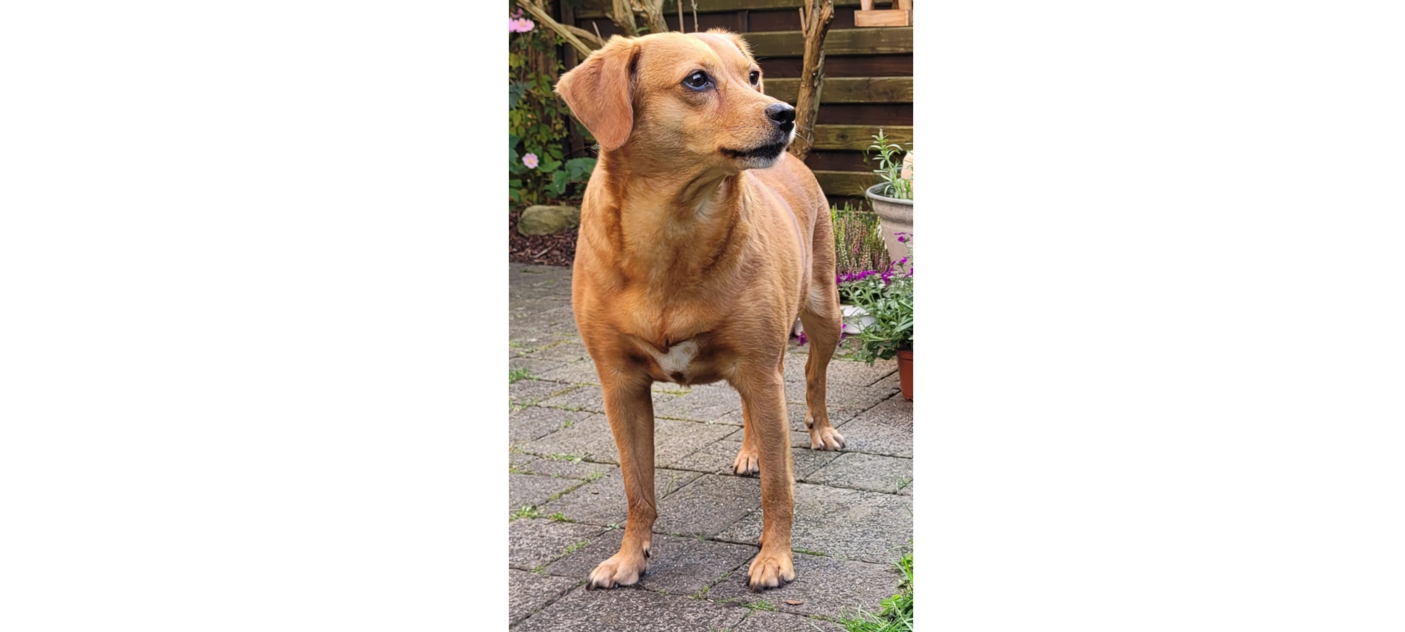 18.08.2024: Hund in Hamm entlaufen