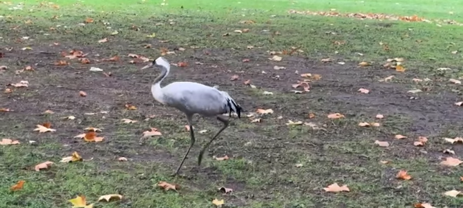Vogelgrippe in Hamm angekommen