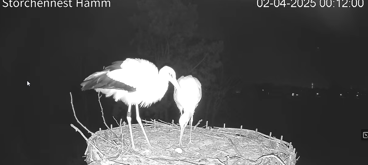 Störche Leon und Leni sitzen um das Eis herum im Nest in der Mark
