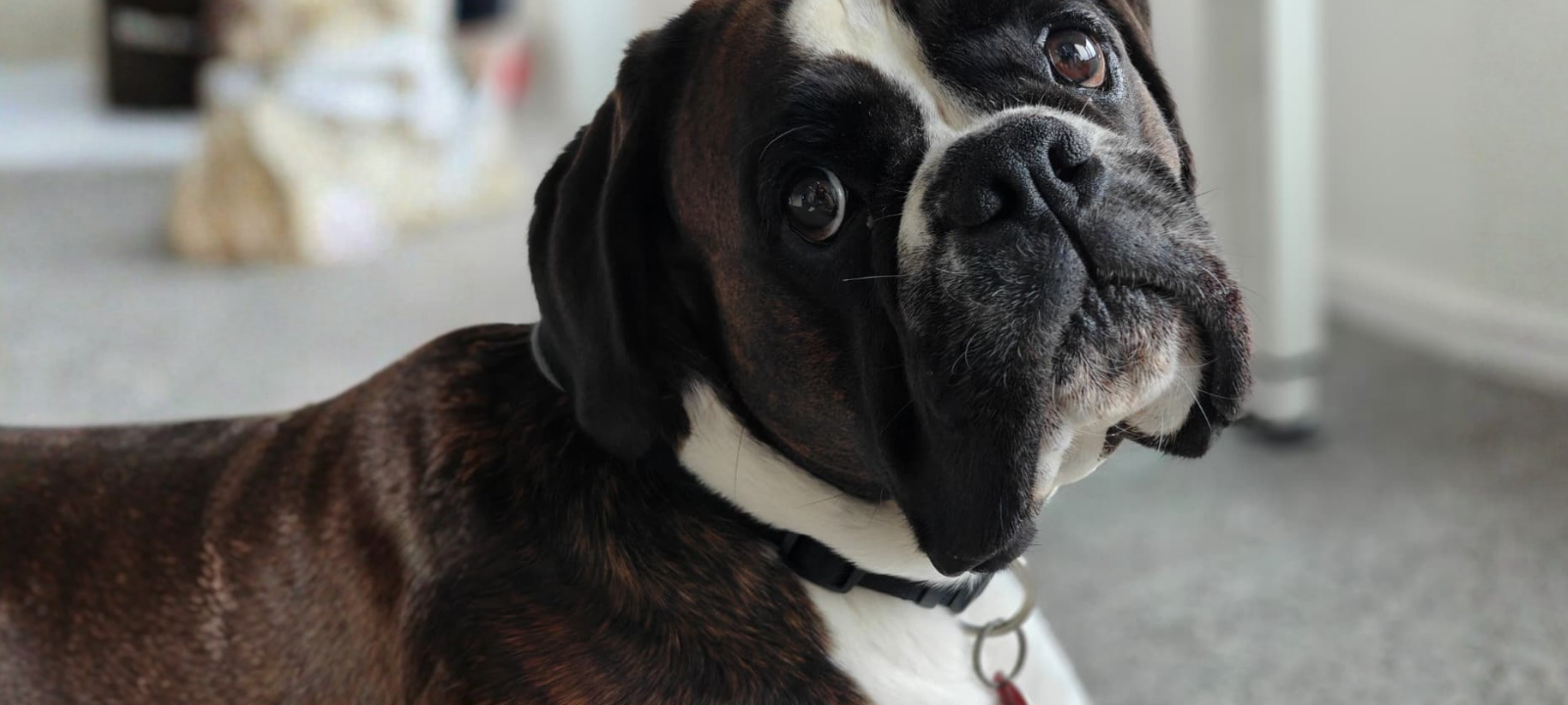 Ein Hund der Rasse Boxer guckt traurig in die Kamera. Er trägt eine rote Marke und im Hintergrund ist unscharf ein Büro zu erkennen.