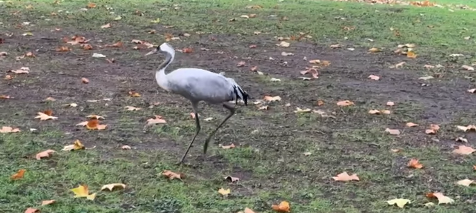 Taumelnder Kranich im Kurpark Hamm wird untersucht