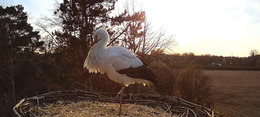 Storchennest in Hamm: Lou ist gelandet