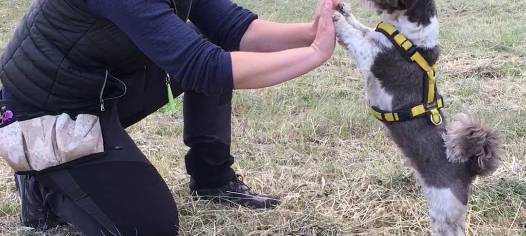 Traumberuf: Gassi gehen