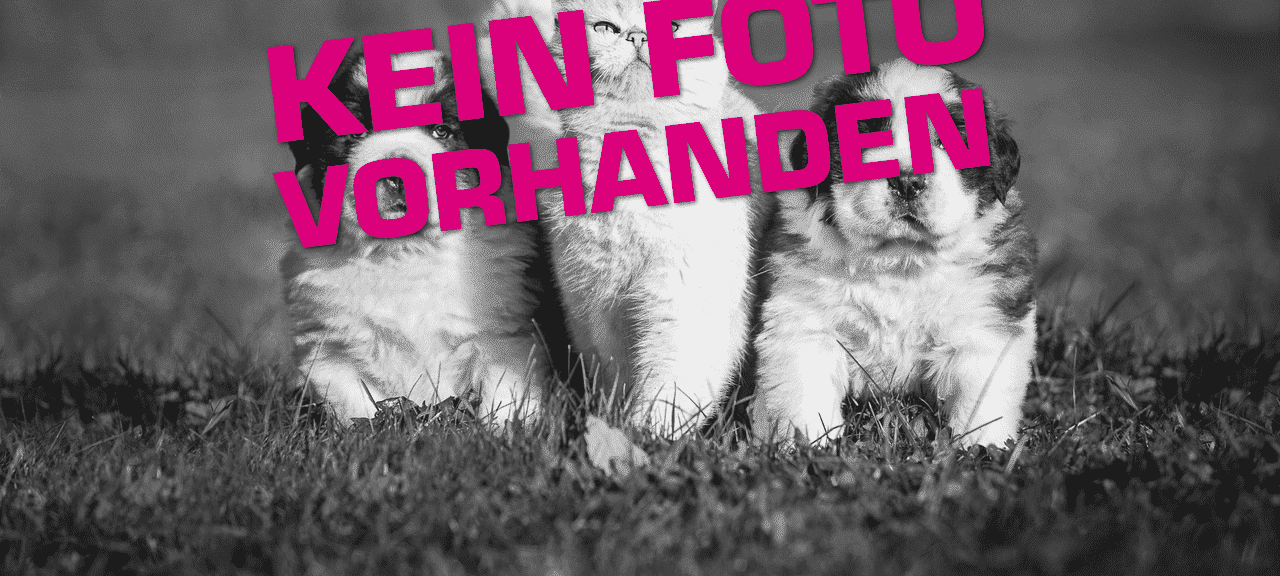 09.09.2024: Kanarienvogel zugeflogen